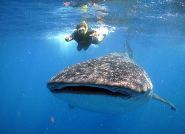  与鲸鲨一起浮潜